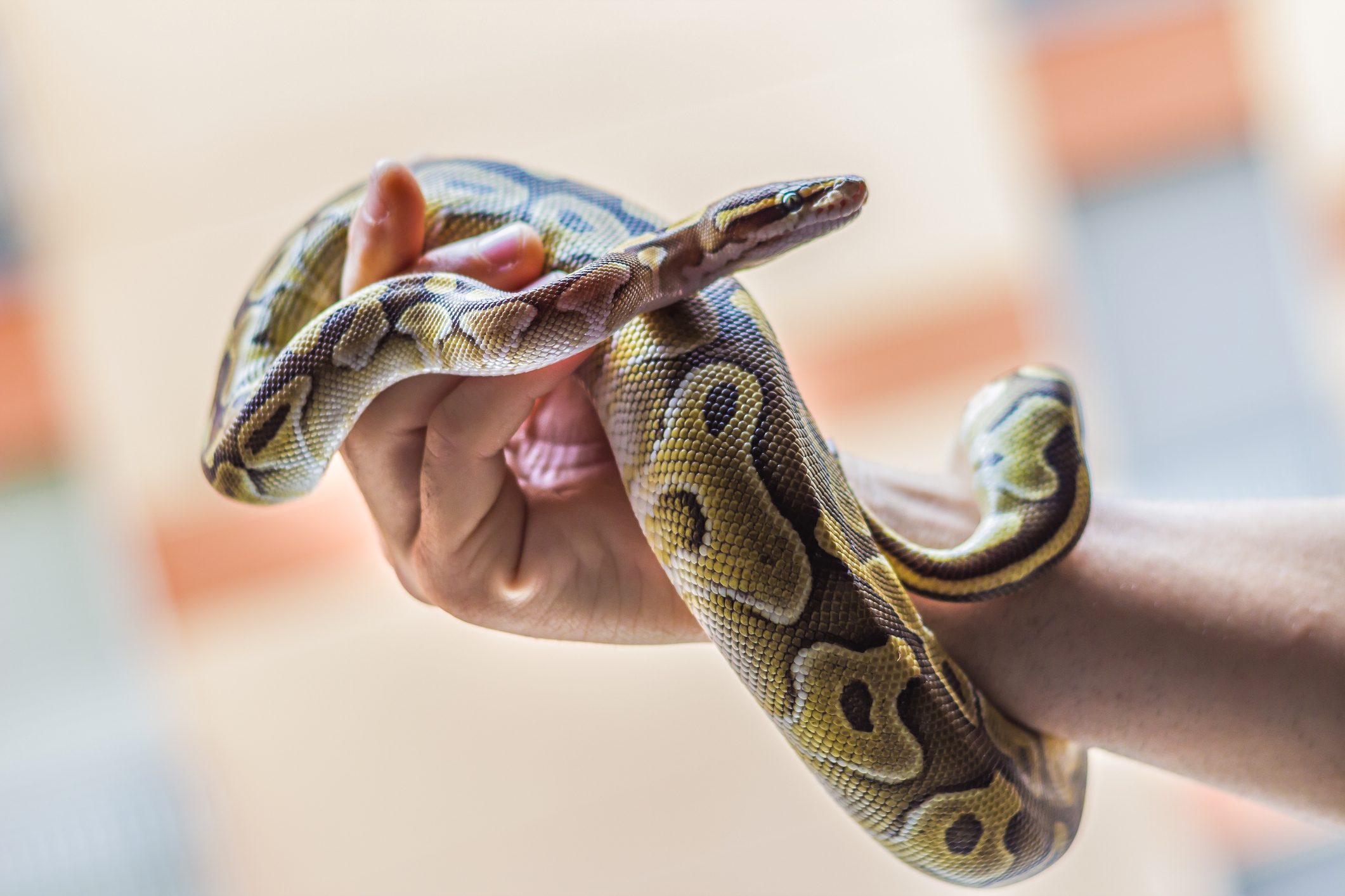 Moving With Fish, Reptiles and Exotic Pets